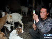 羊倌脱贫在路上