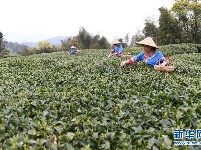 福鼎茶乡迎来白茶开茶季