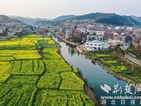 航拍荆门东宝油菜花海 黄绿相间如调色盘