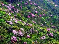 拥抱杜鹃花！五月，去神农架看不一样的杜鹃花 （一）