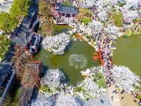 航拍大图！武汉东湖樱花园樱花怒放