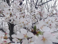 城市风光--欣赏樱花正当时