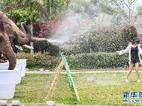 大象泼水庆傣历新年