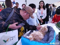 仿真猫亮相武汉世界大健康博览会 萌翻众人