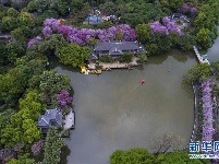 广西柳州：雨后洋紫荆别样美