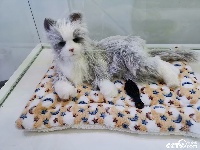 仿真猫亮相武汉世界大健康博览会 萌翻众人