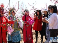河北丰润：乐享桃花节