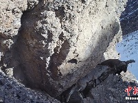 “雪山之王”等珍稀野生动物在祁连山保护区频频“出镜”
