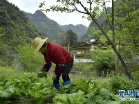 湖北宣恩：深山侗寨的新“田园生活”