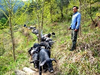 有“钱途”，十堰男子大山里养“跑山猪”