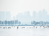 水质提升筑梦“最美城中湖”
东湖引领生态治水“示范样本”