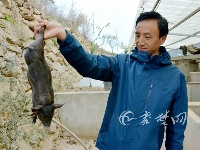 有“钱途”，十堰男子大山里养“跑山猪”