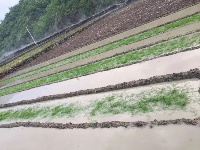 鸡蛋大的冰雹你见过吗？郧西湖北口遭受冰雹袭击！