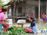 蔬菜基地诞生记——中国技术让老挝首都郊区农户受益匪浅