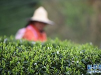 贵州余庆：抢采“明前茶”