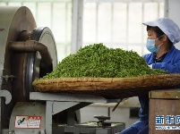 贵州余庆：抢采“明前茶”