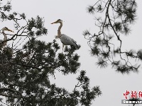 上百只苍鹭在陕西省洛南县周湾村筑巢繁育后代