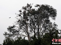 上百只苍鹭在陕西省洛南县周湾村筑巢繁育后代