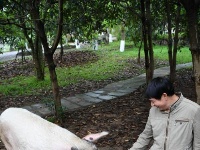 汶川地震“猪坚强”震后11年仍健在 相当人类80岁高龄