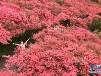 湖北麻城：杜鹃花海引客来