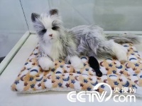 武汉：仿真猫亮相世界大健康博览会 萌翻众人