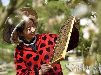 通城：与蜂共舞 酿造甜蜜生活