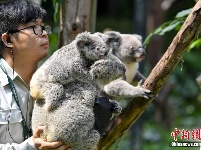广州长隆考拉家族实现六代同堂