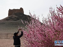 阳关古道桃花艳