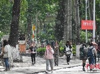 山西太原杨絮柳絮纷飞如雪