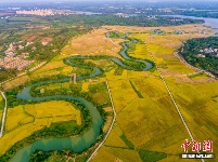 航拍海口三十六曲溪湿地 犹如巨龙漫舞稻田间