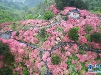 湖北麻城：杜鹃花海引客来