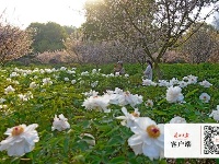 东湖牡丹园花海吸引各地游客