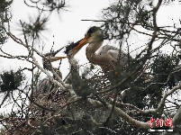 上百只苍鹭在陕西省洛南县周湾村筑巢繁育后代