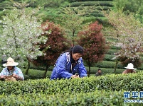 贵州余庆：抢采“明前茶”