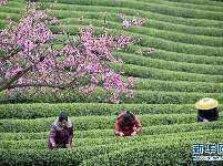 贵州余庆：抢采“明前茶”