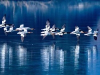 荆门“鸟人”用镜头记录300余种野生鸟类