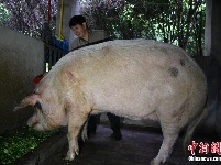 汶川地震“猪坚强”震后11年仍健在 相当人类80岁高龄