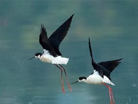 荆门“鸟人”用镜头记录300余种野生鸟类