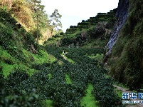 随意贴“大师”“山场”标签，1斤岩茶能炒到几千元到数十万元！
