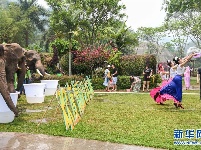 大象泼水庆傣历新年