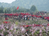 荆楚网主播带你走进咸宁“赏花”打卡地