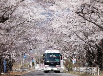 日本巴士时隔9年再驶入福岛隔离区樱花大道