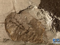探寻5亿年前“生命大爆炸”之奥秘——中国科学家发现寒武纪“化石宝库”清江生物群纪实