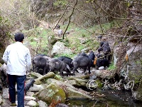 有“钱途”，十堰男子大山里养“跑山猪”