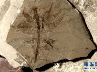 探寻5亿年前“生命大爆炸”之奥秘——中国科学家发现寒武纪“化石宝库”清江生物群纪实
