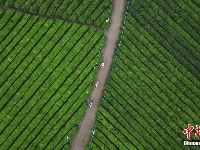 贵州湄潭：海内外自行车选手“茶海”竞技