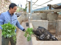 有“钱途”，十堰男子大山里养“跑山猪”