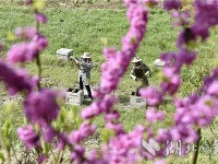 通城：与蜂共舞 酿造甜蜜生活