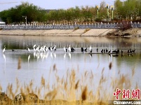 新疆托克逊县白杨河成候鸟天堂