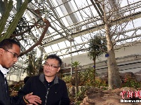 北京最“古老”植物温室即将全新开放 首展4种猴面包树
